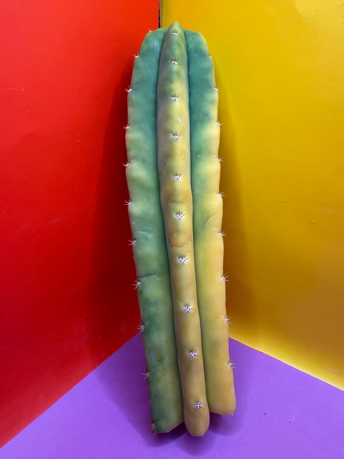 Banana San Pedro Cactus !