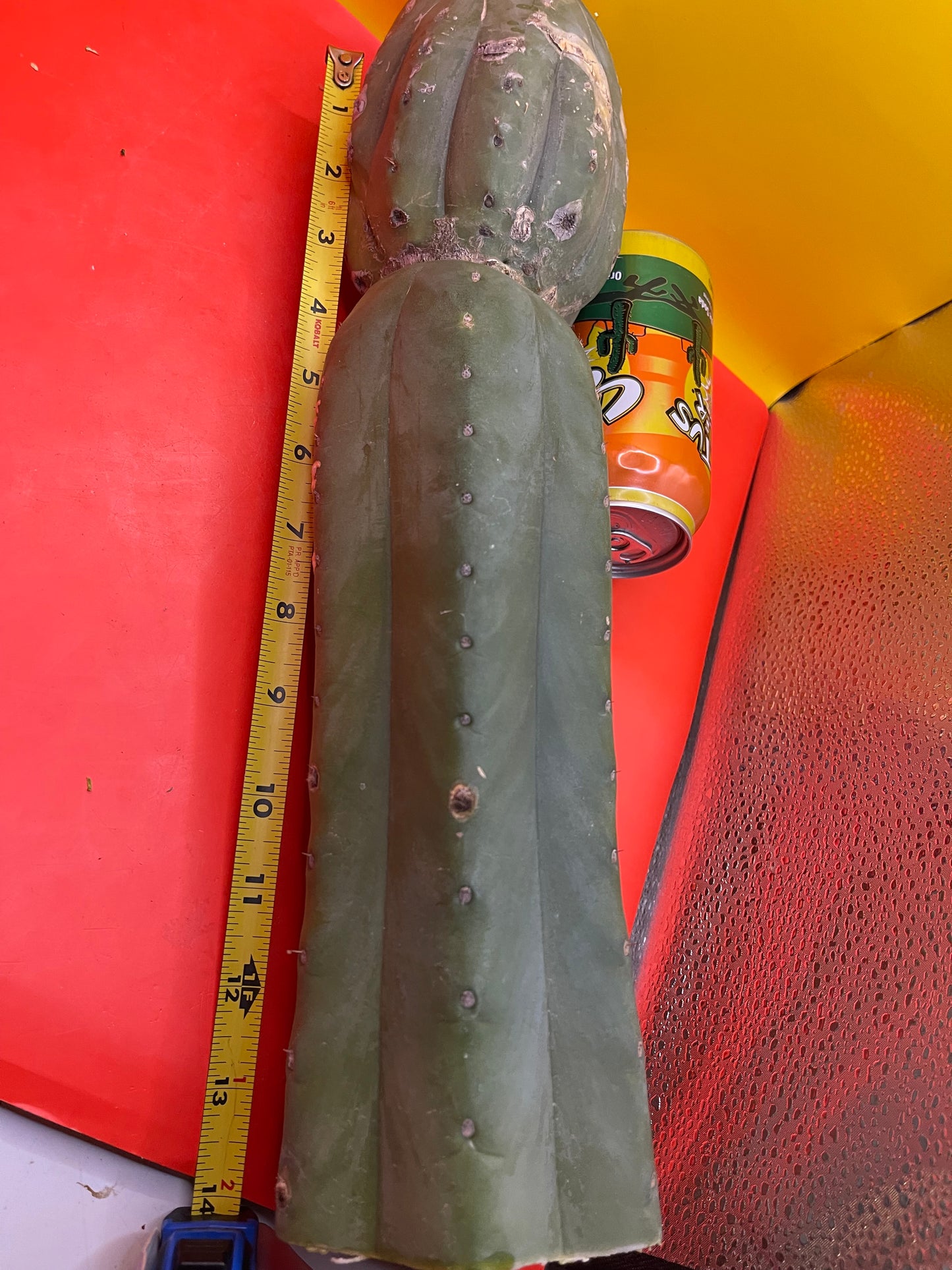 Cahuilla !! 16” long 4” thick !!