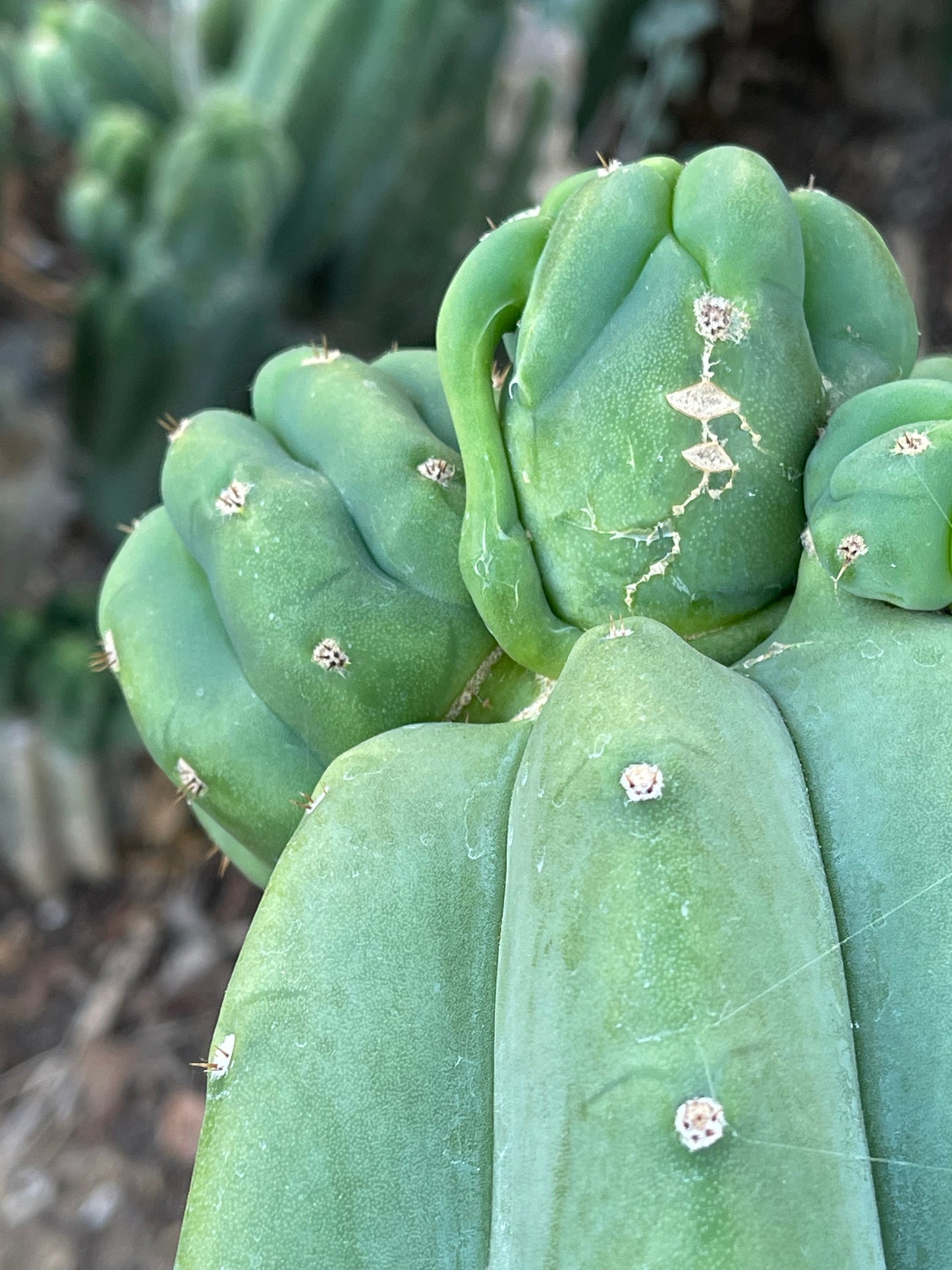 Freak Cahuilla !!! Trichocereus