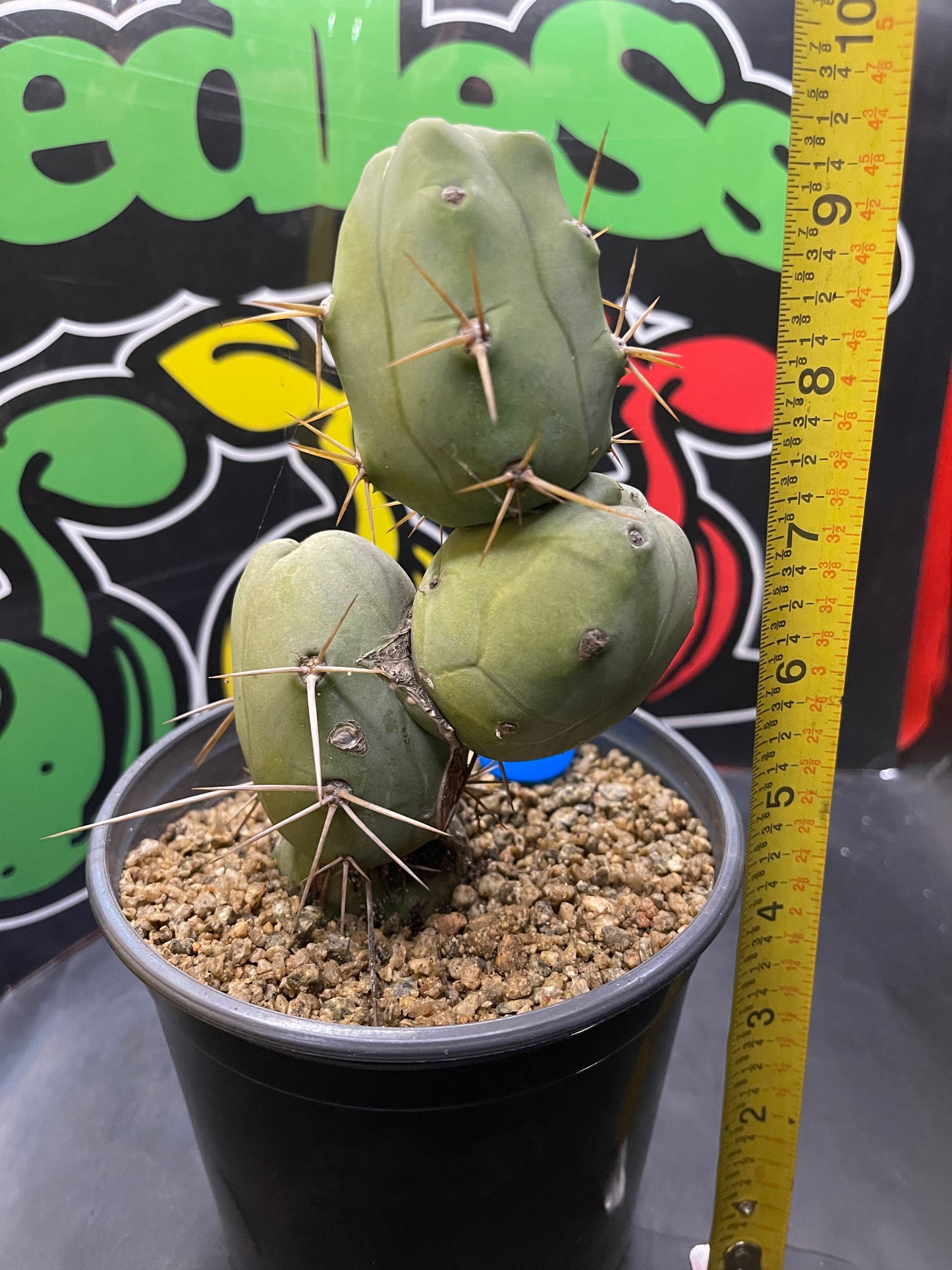 Trichocereus bridgesii monstrose