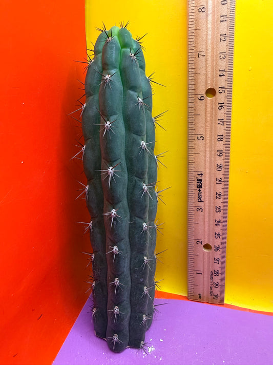 TRICHOCEREUS CHALA !