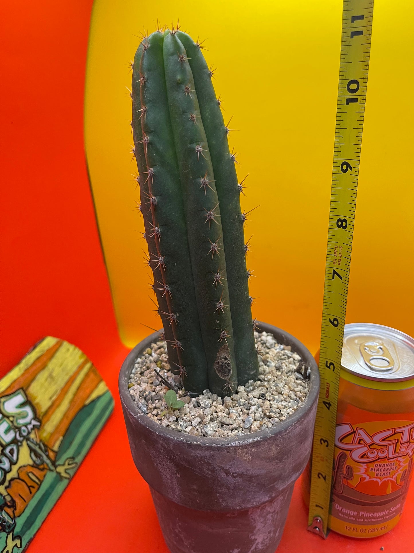 CCVP ! San Pedro cactus