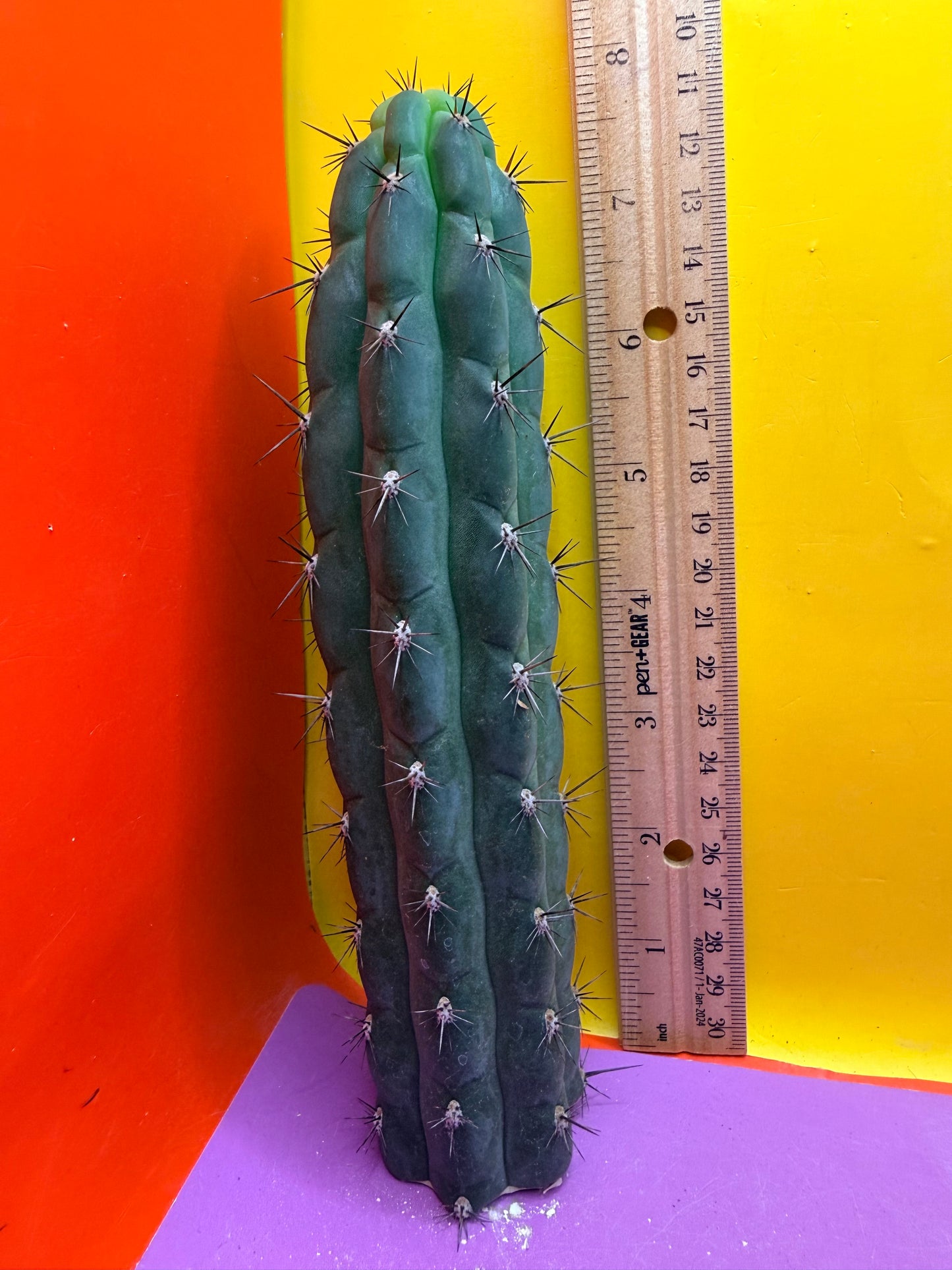 TRICHOCEREUS CHALA !