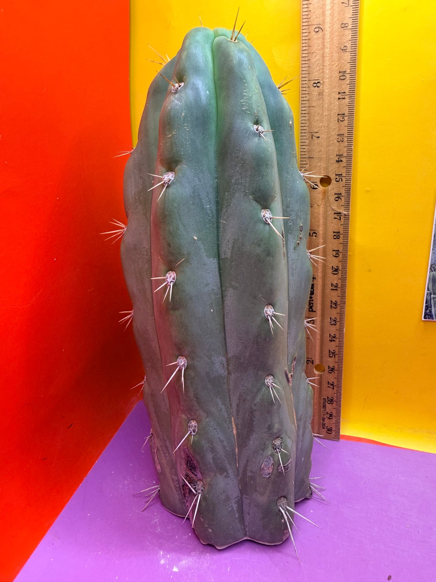 SS03 !!! TRICHOCEREUS
