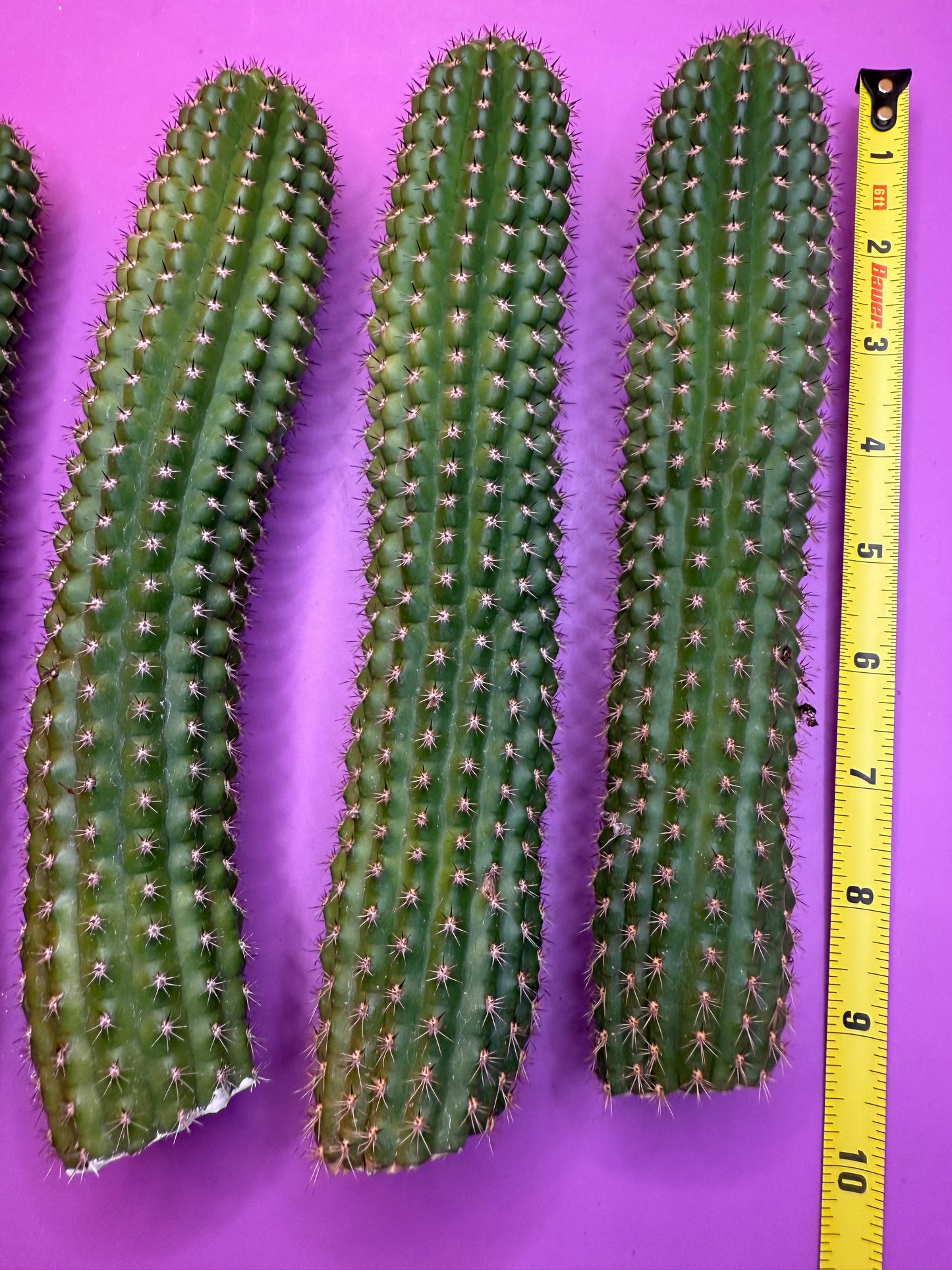 SALE PRICE ! Trichocereus Brevispinulosus!