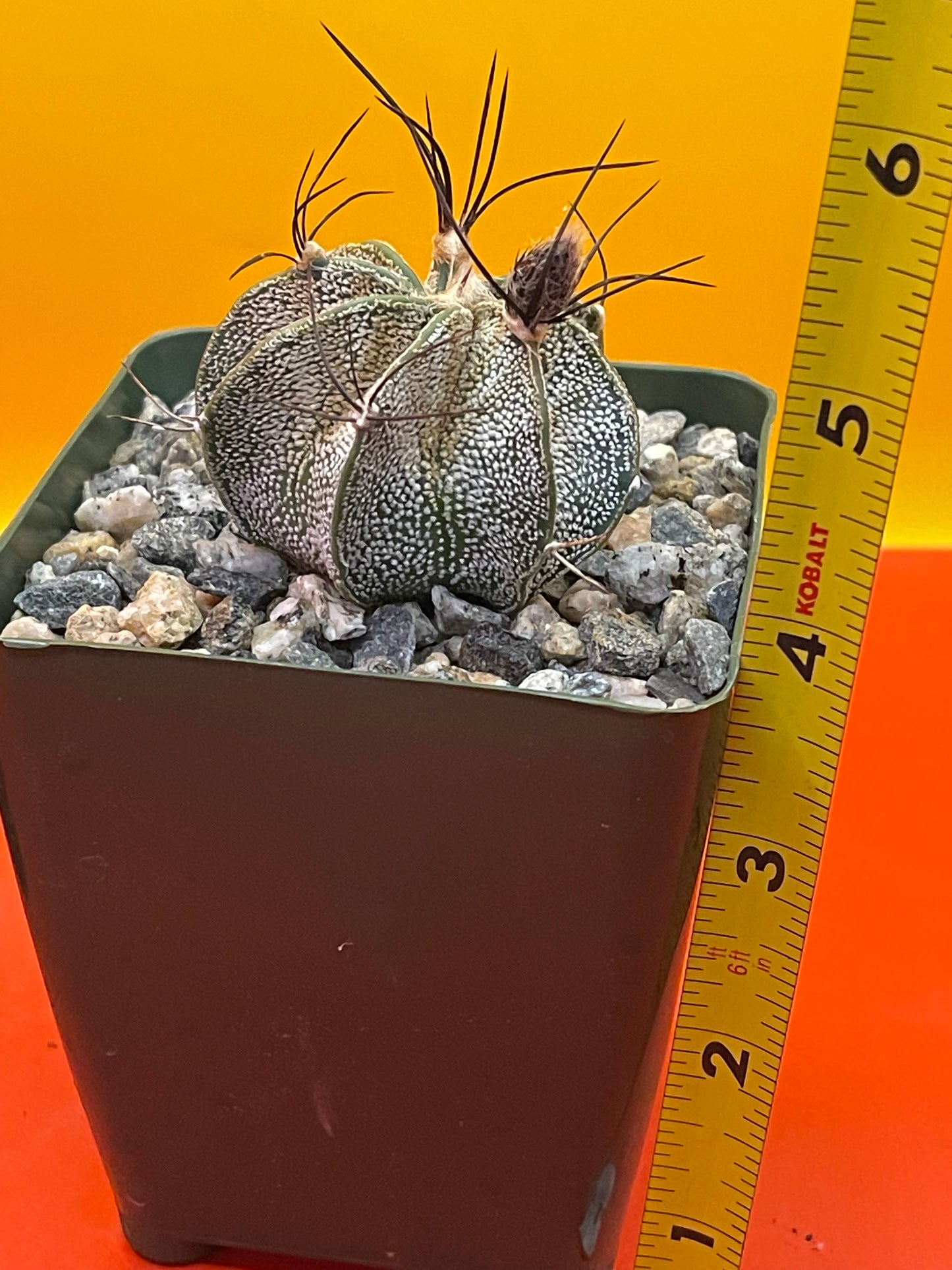 Astrophytum ornatum with flower buds