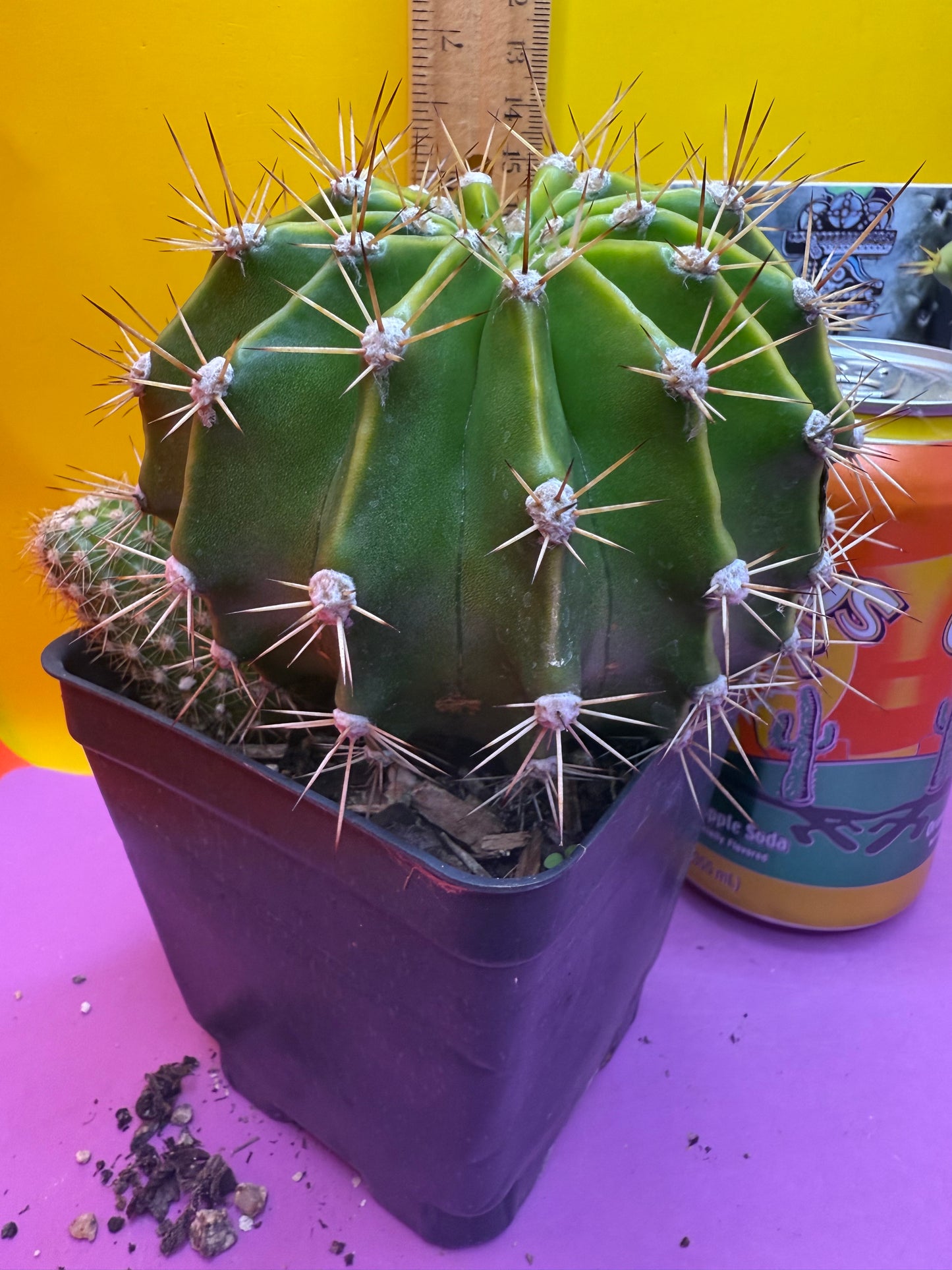 Flowering echinopsis cactus !