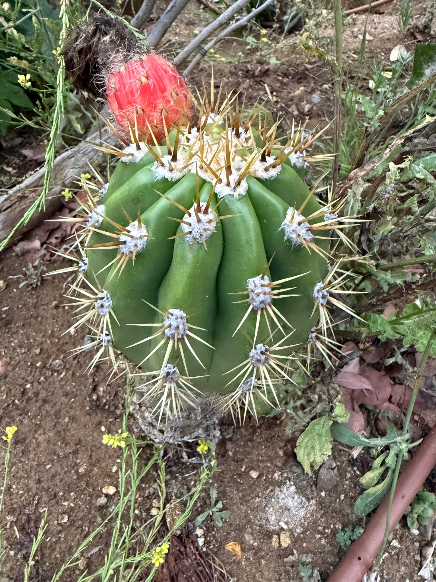 Trichocereus Candacans Seeds