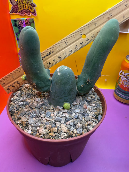 Tbm with new pups !!