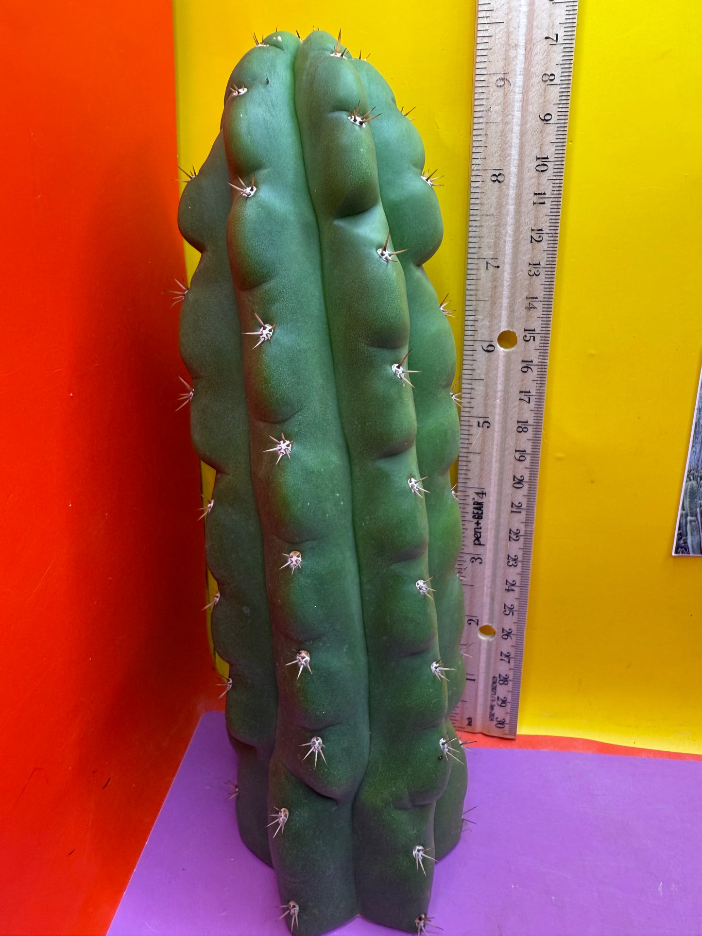 TPM ! Monstrose tricho