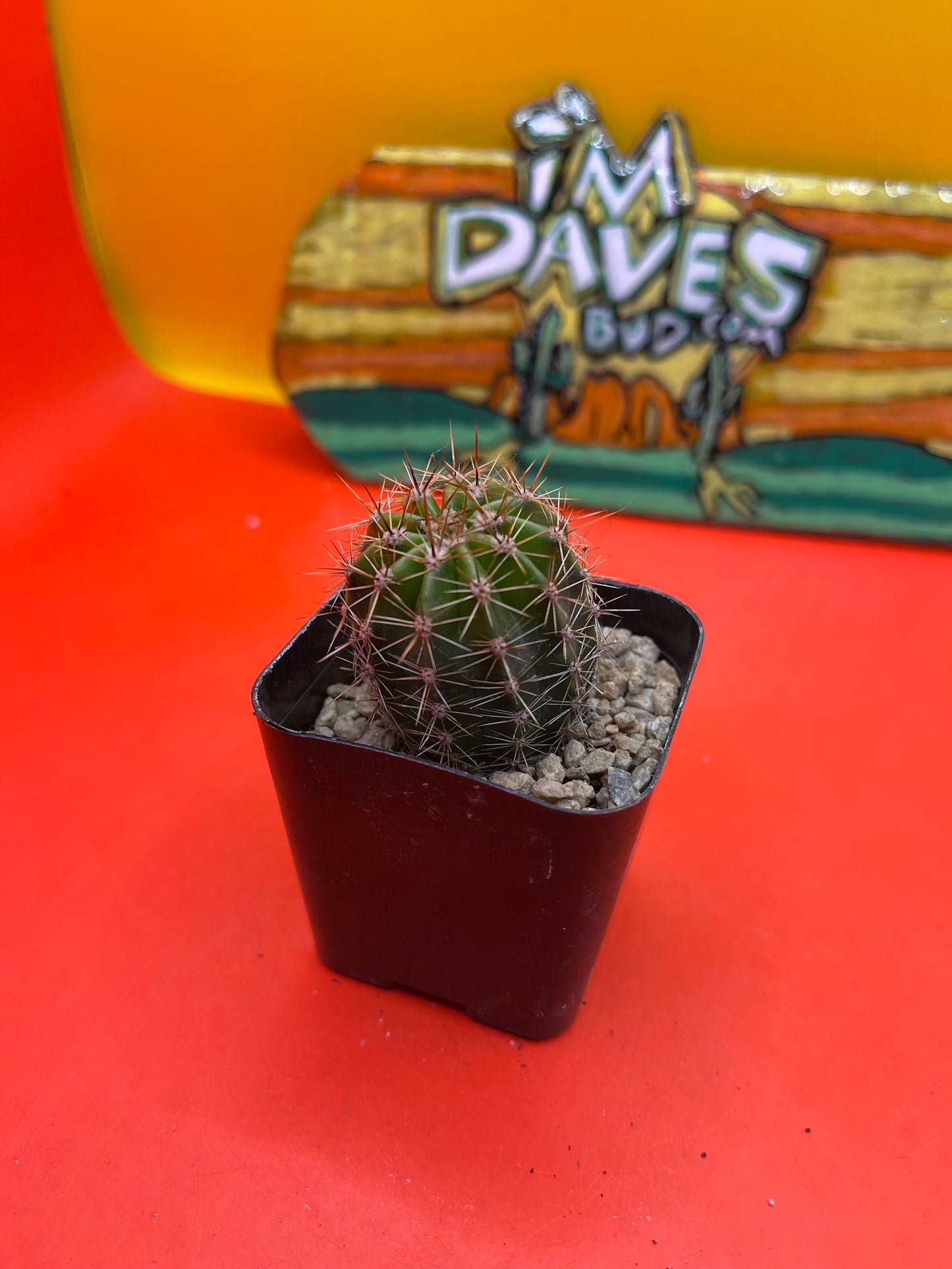 Easter lily cactus !