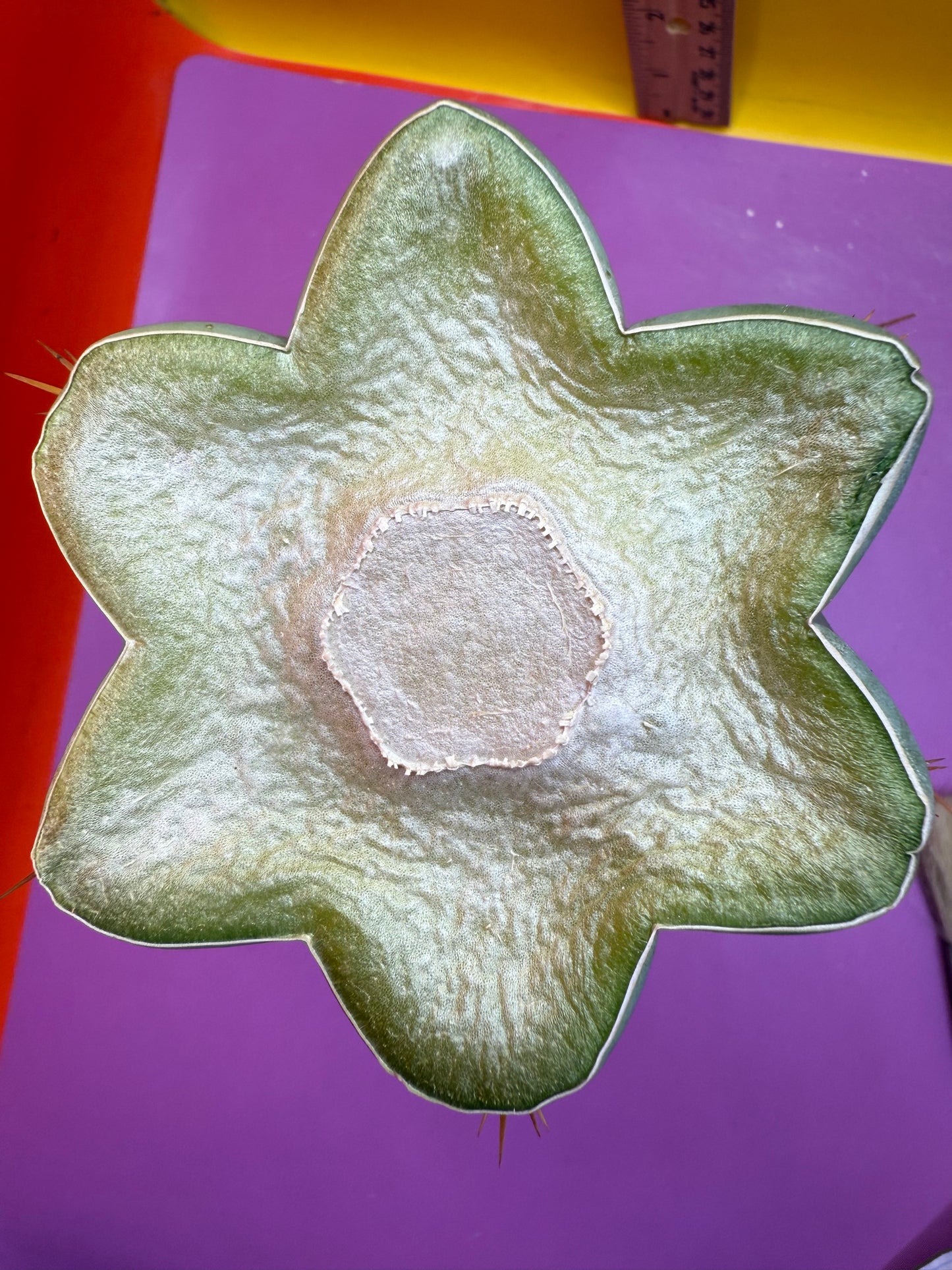 Trichocereus Bridgesii hybrid !