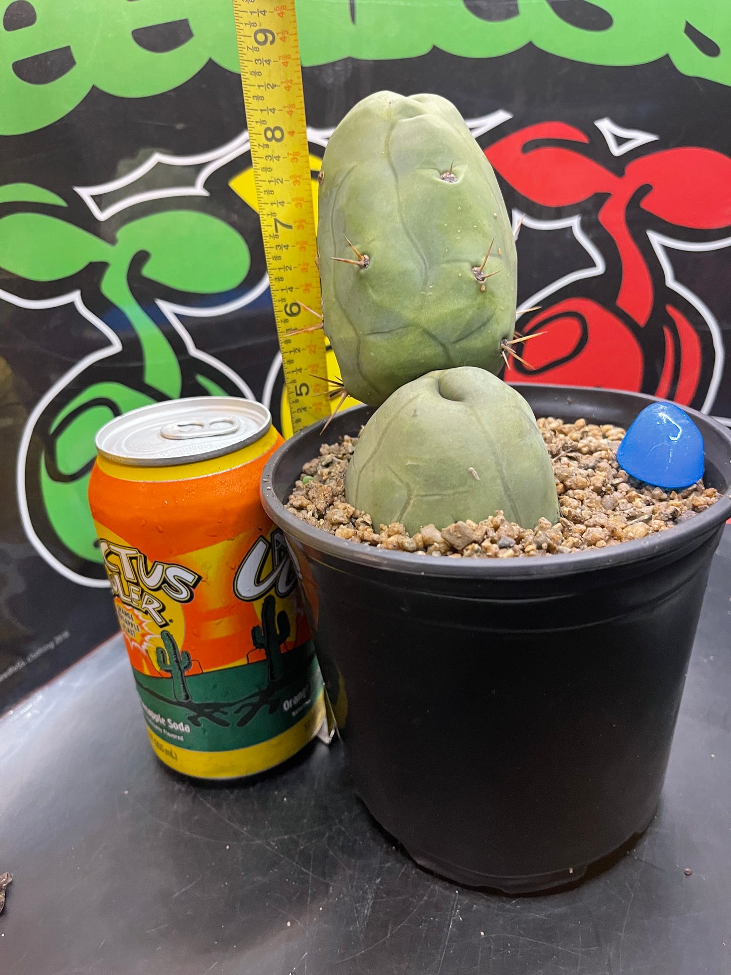 TBM - San Pedro cactus🌵peniscactus