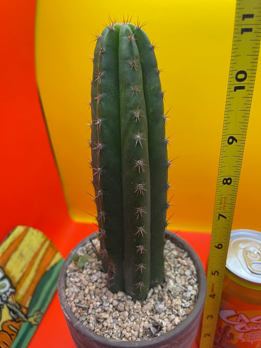 CCVP ! San Pedro cactus