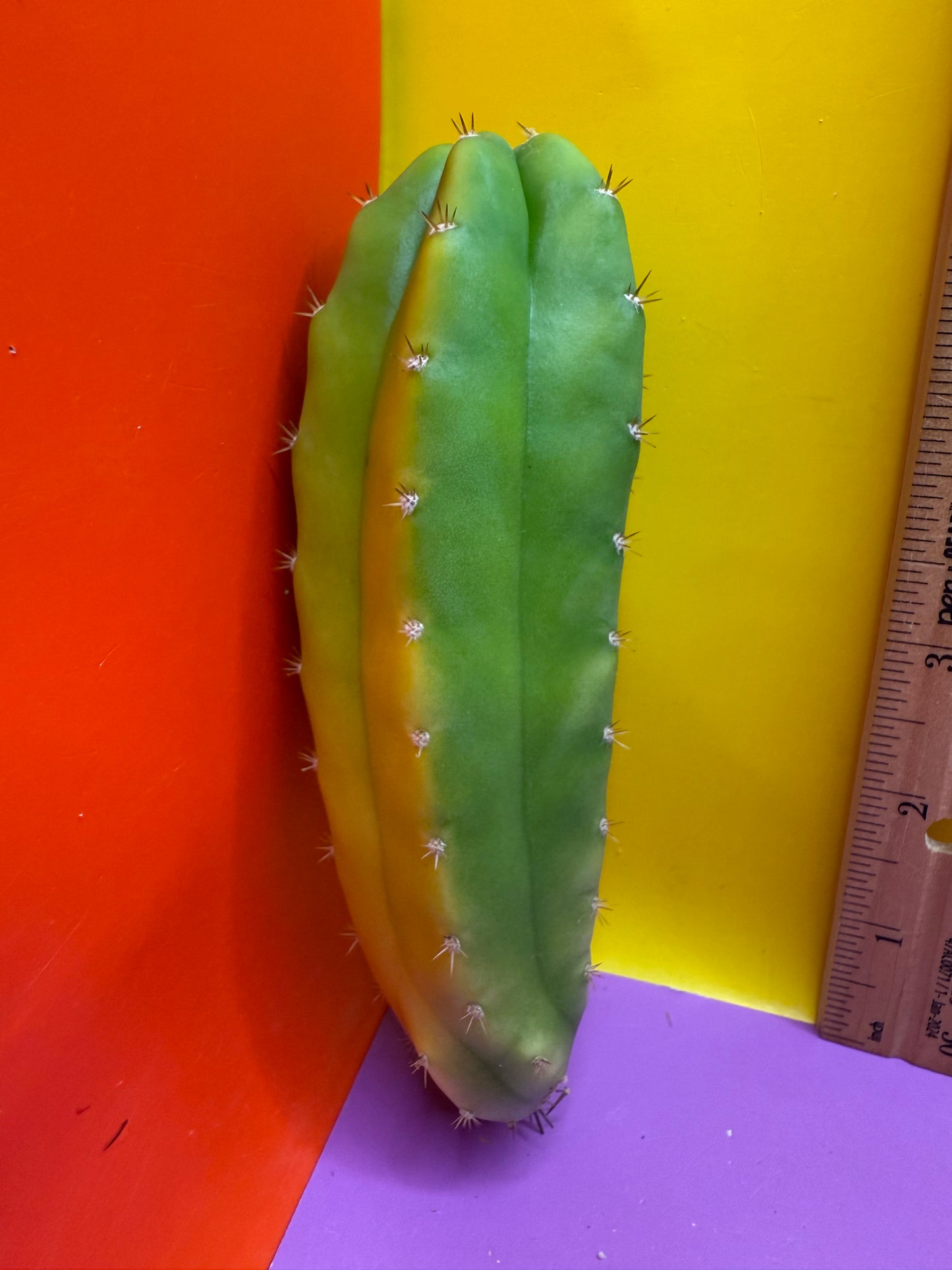 Banana San Pedro Cactus !