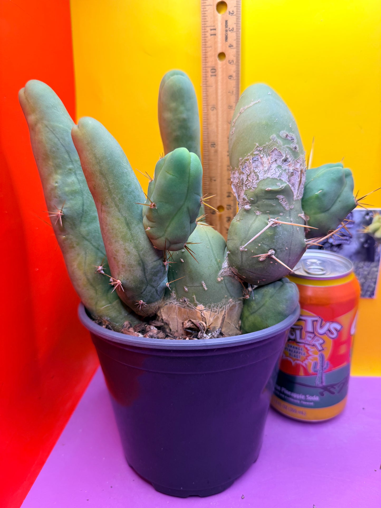 TBM CACTUS tall and branching !  shipped in pot  9 segments -