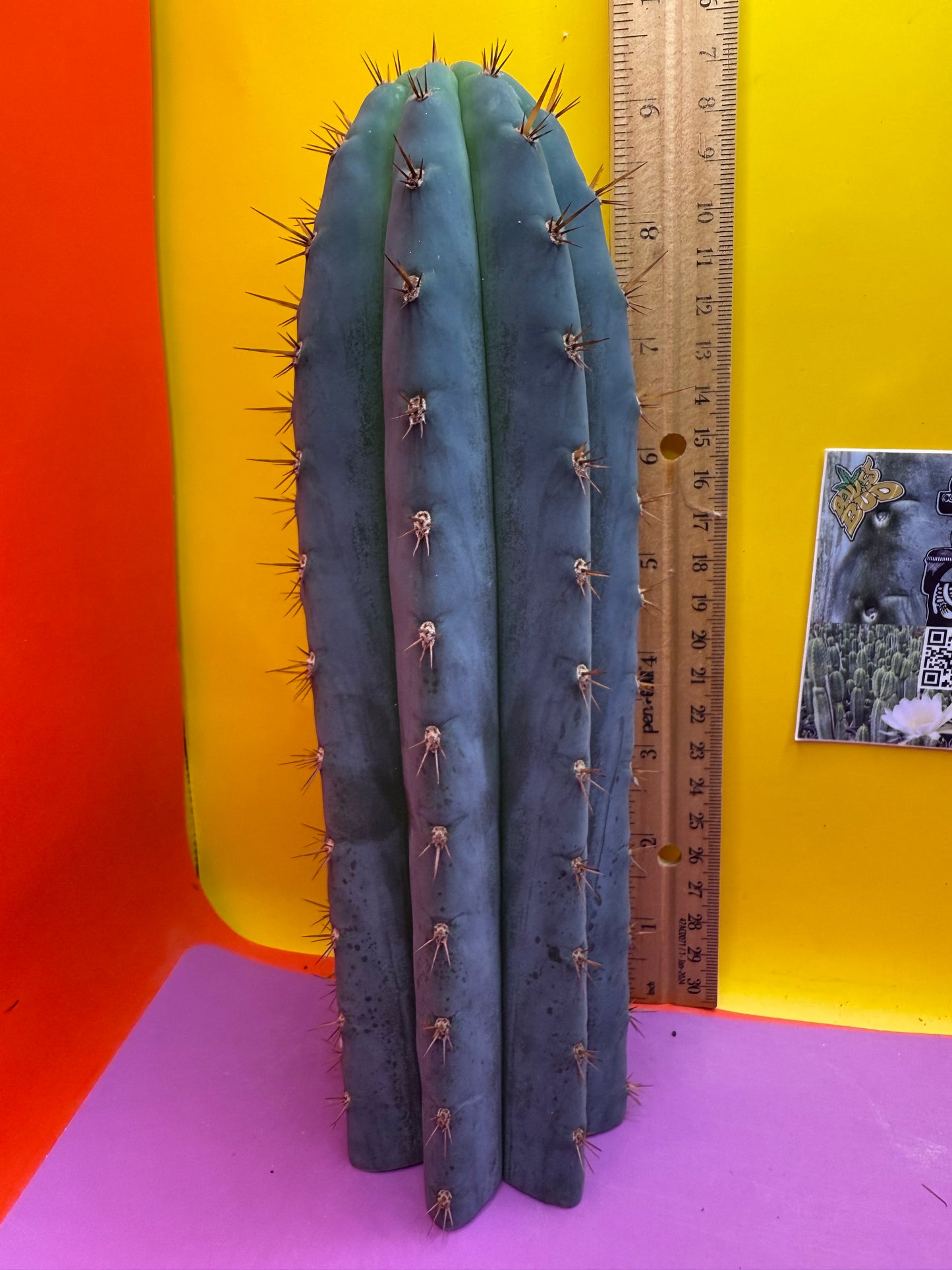 New years sale blue trichocereus peruvianus !!