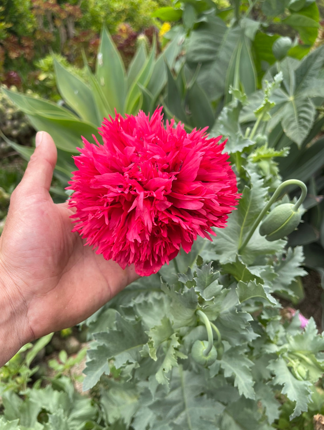 FREE PAPAVER SOMIMIFERIUM