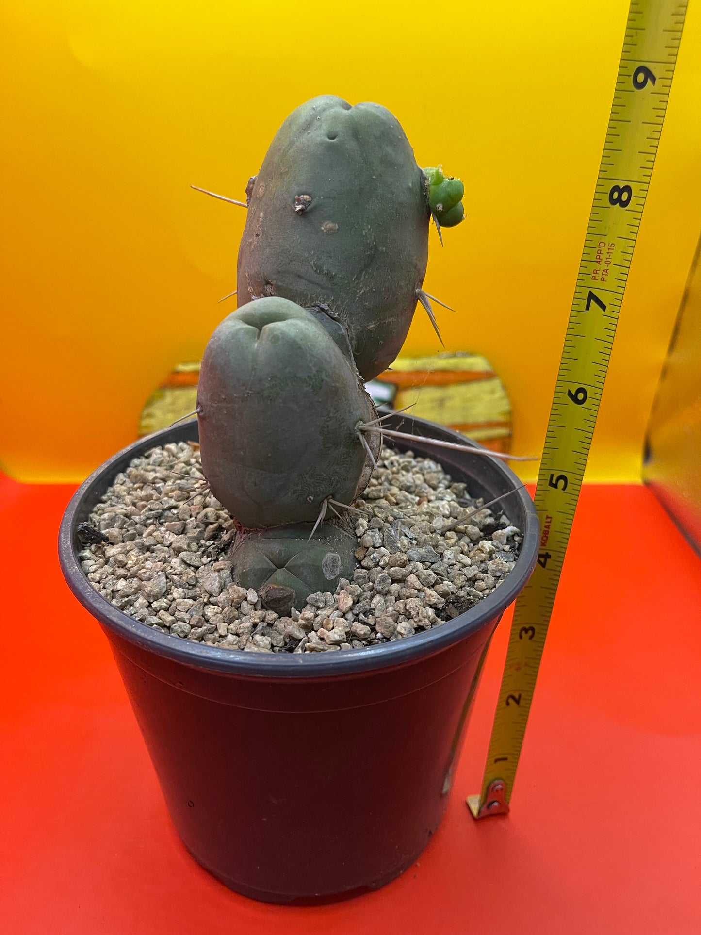 San Pedro PENISCACTUS-