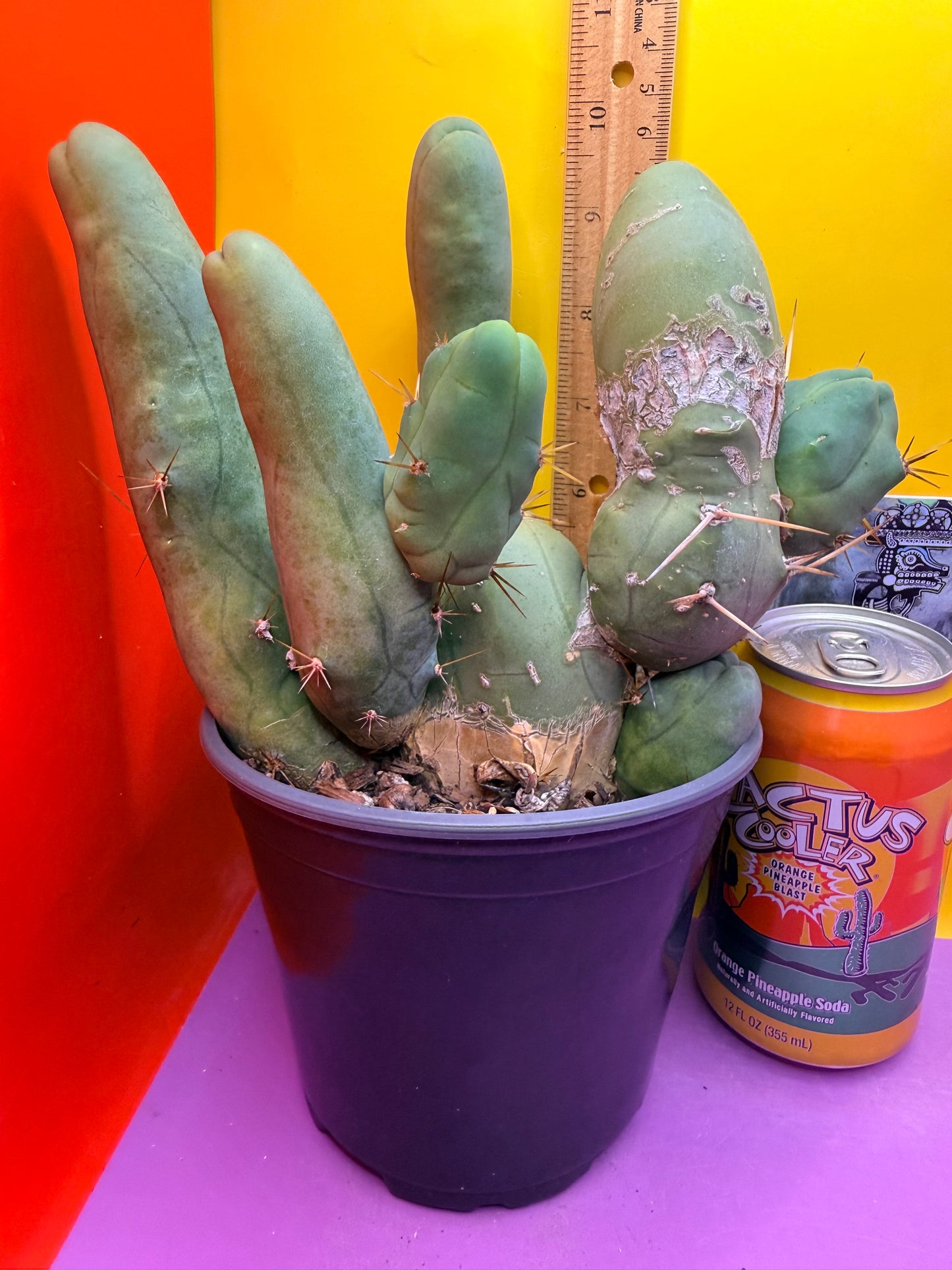 TBM CACTUS tall and branching !  shipped in pot  9 segments -