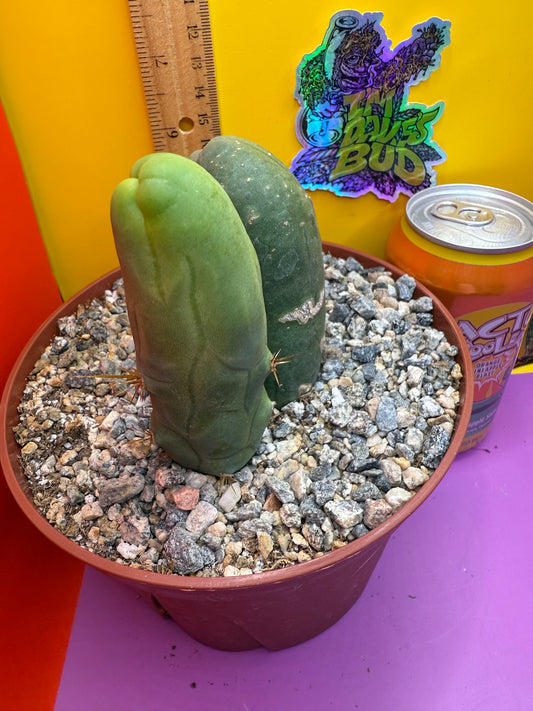 San Pedro Cactus TBM - comes in 6” wide pot !