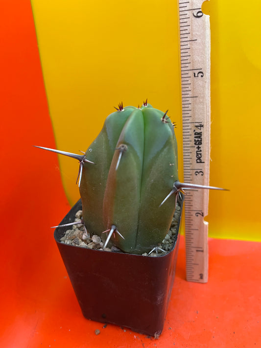 BLUE Myrtle cactus - potted cactus !