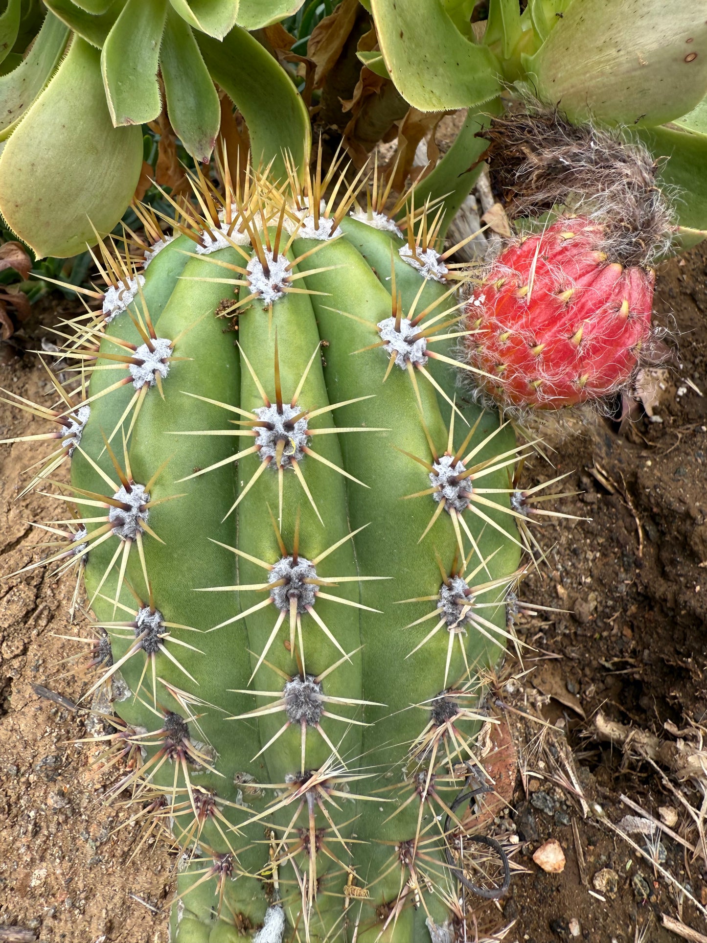 Trichocereus Candacans Seeds
