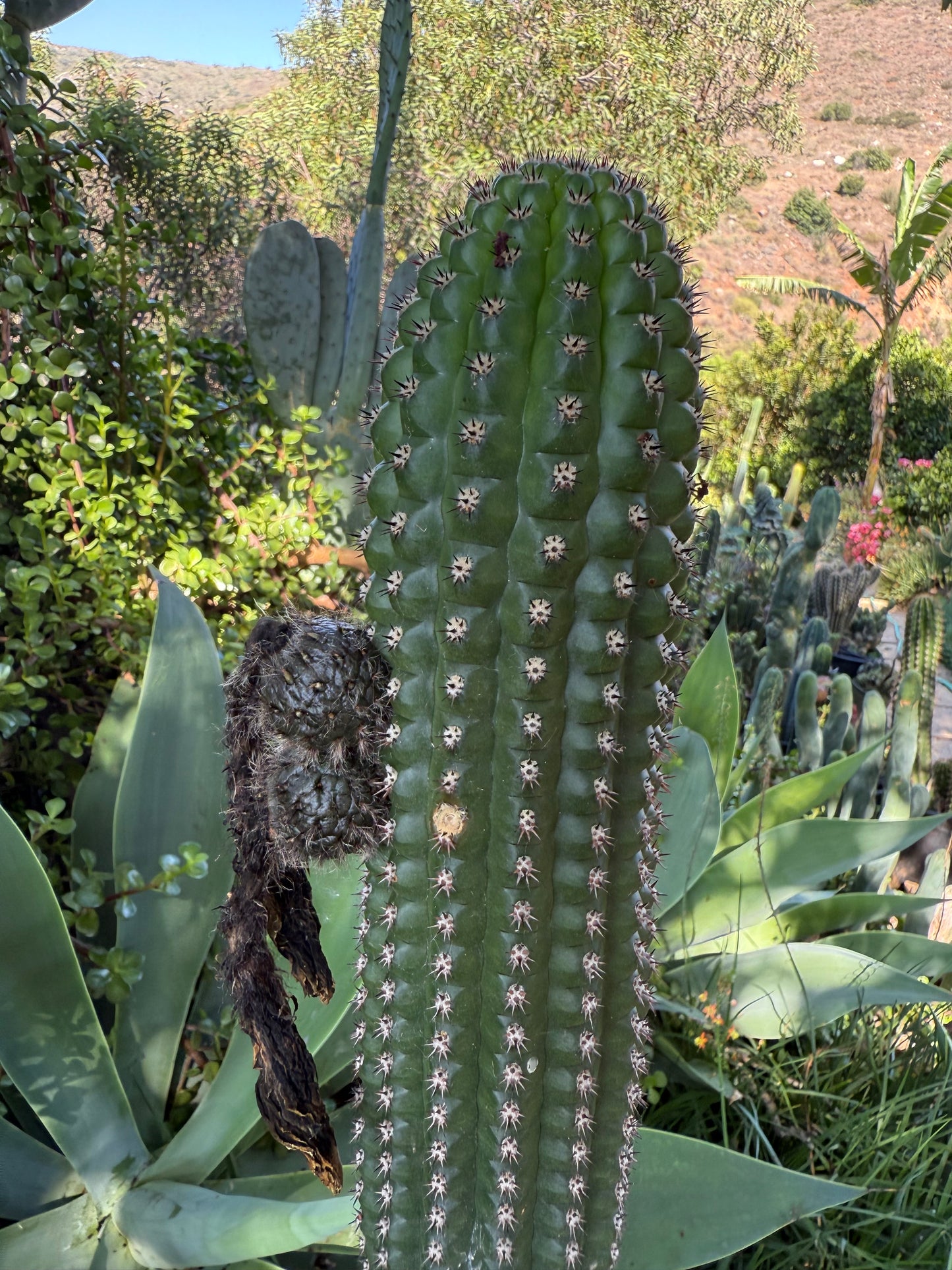 Trichocereus Brevispinulosus x Cahuilla seeds