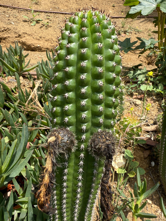 Trichocereus Brevispinulosus x Cahuilla seeds