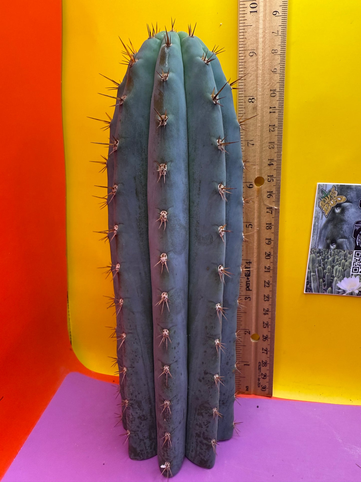 New years sale blue trichocereus peruvianus !!