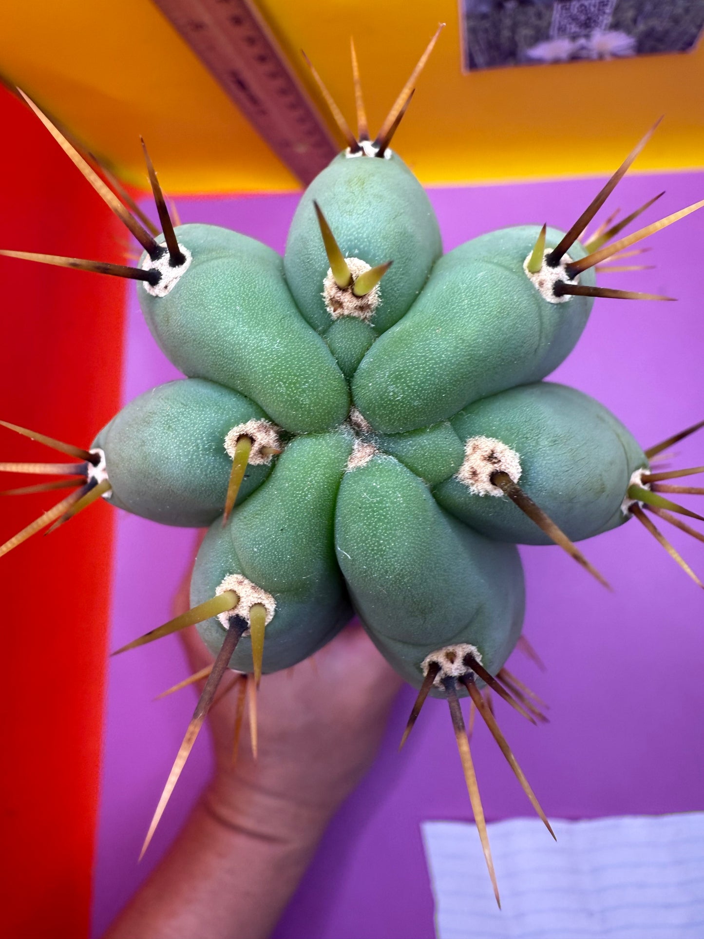 TIG X YOWIE- SAN pedro cactus