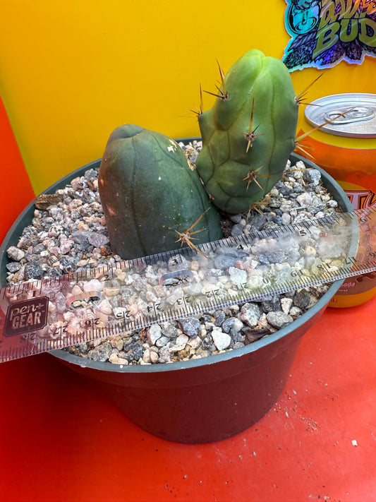 Exact TBM ! Ships in pot - Fully Rooted
