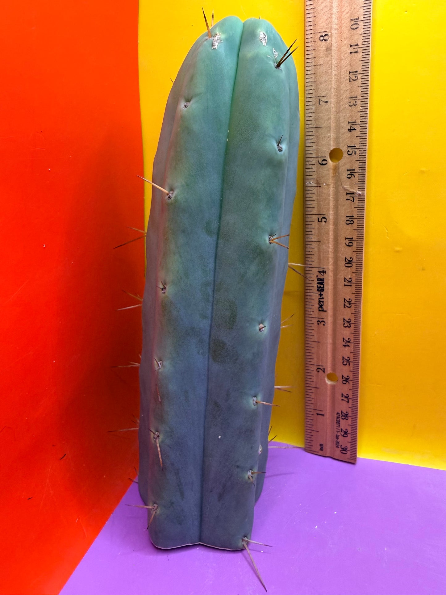 “TEX the ZONI” - “Texas”