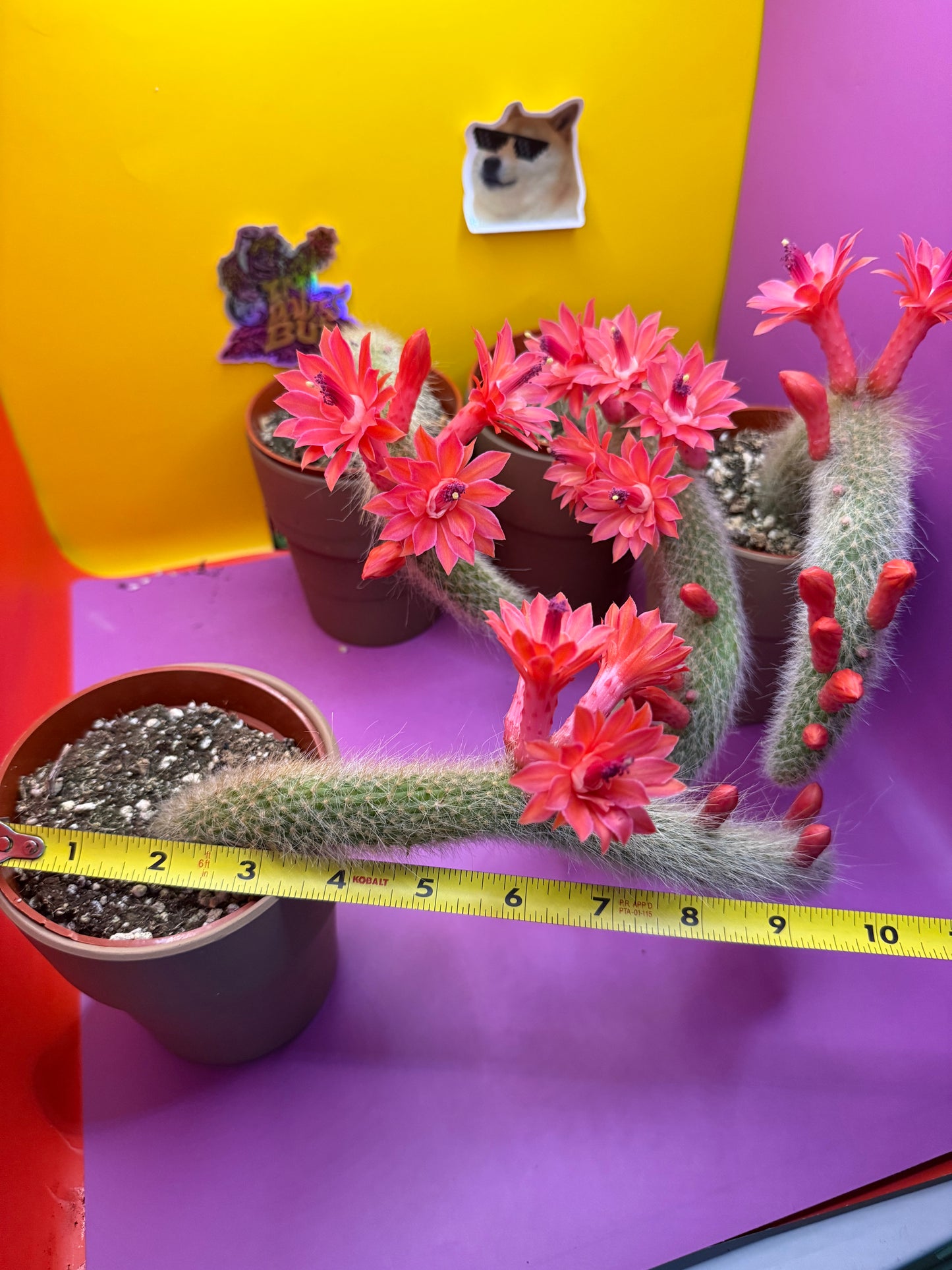 Monkey tail cactus !!