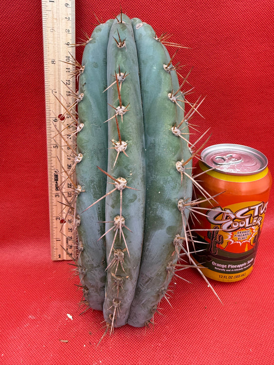SERRA BLUE San Pedro Cactus ! 4” thick this exact cut!!
