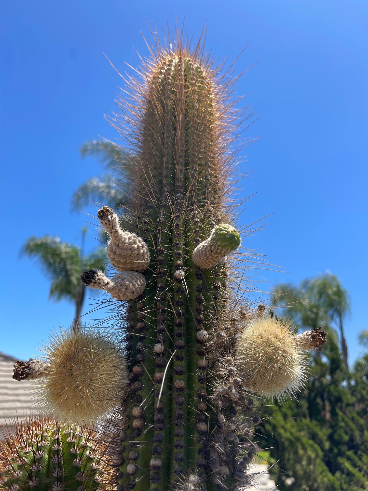 Pachgerocereus seeds