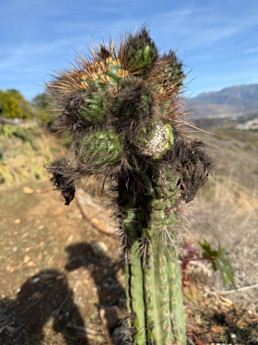 Tacaquirensis x Serra Blue O.P. Seeds
