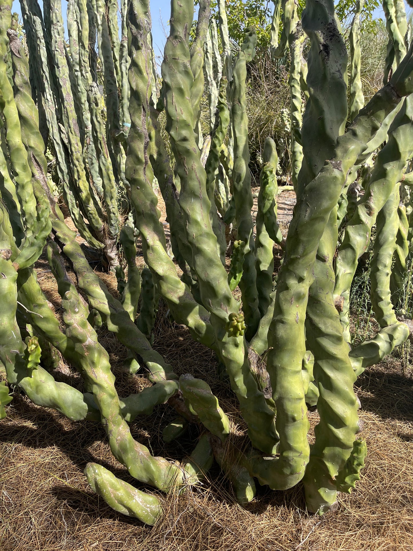 Totem pole cactus - spiral form