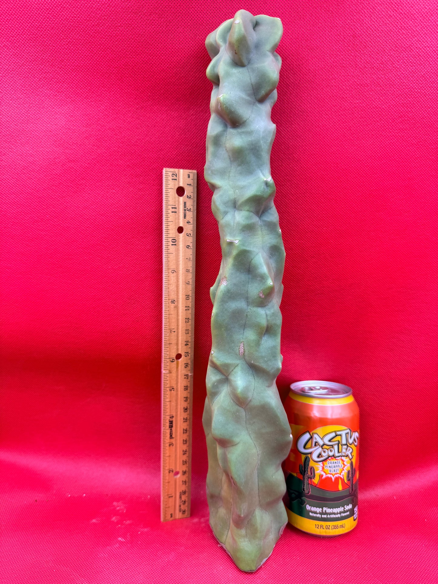 Spineless totem cactus