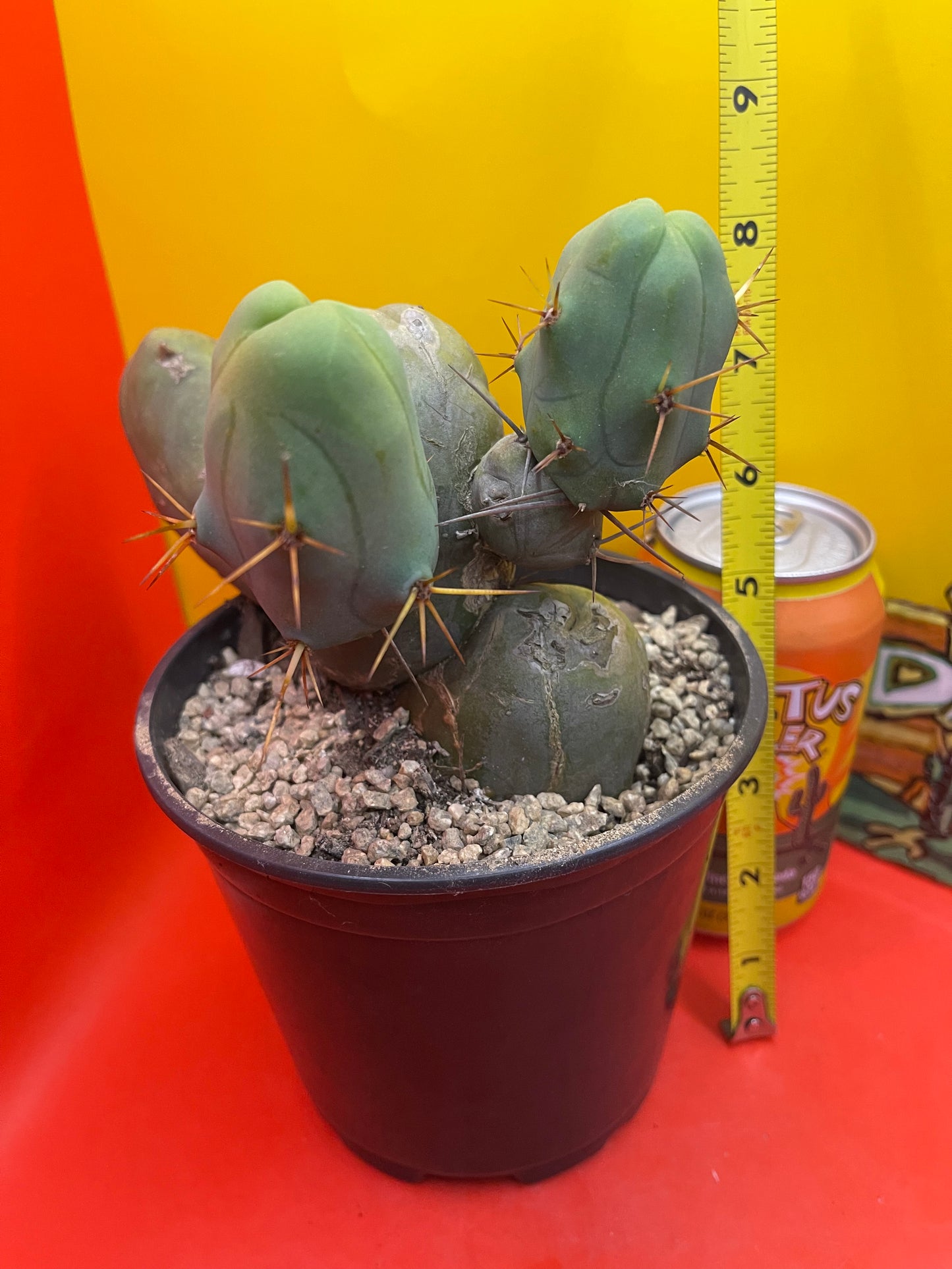 Cactus - TBM !!