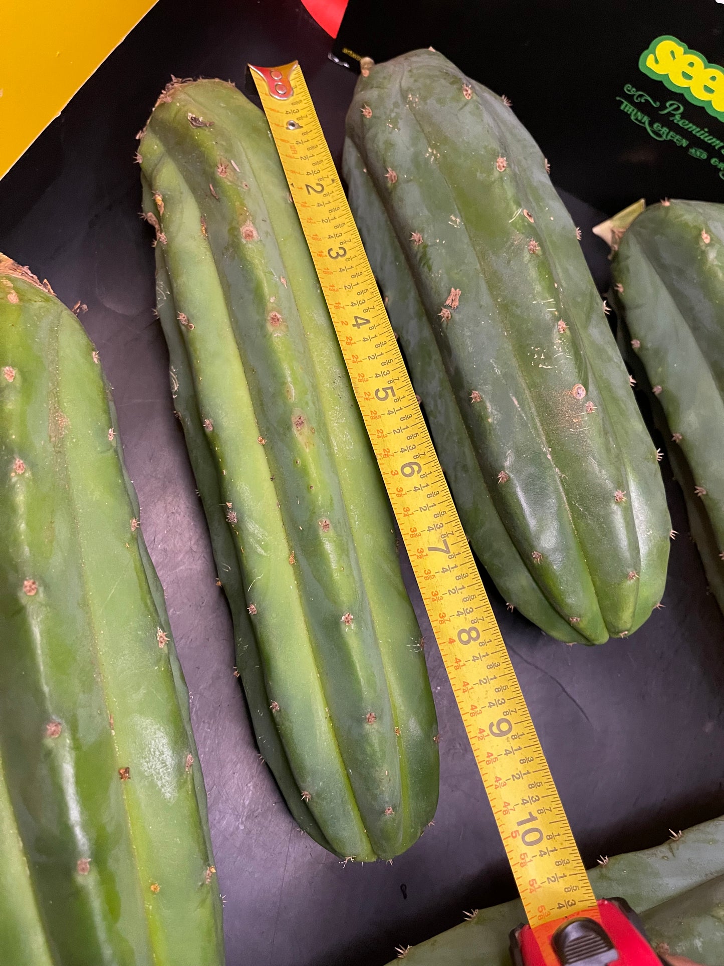 5 San Pedro cactus cuttings!