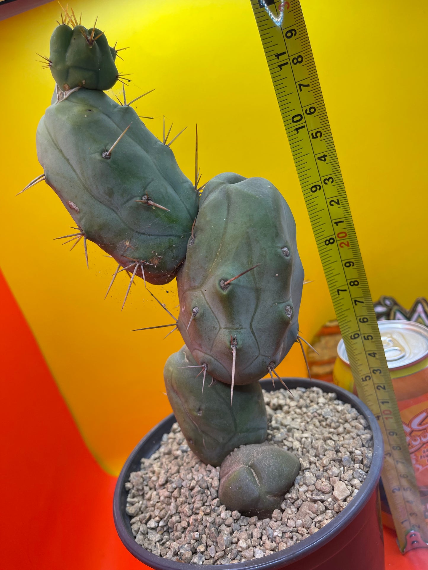 TRICHOCEREUS BRIDGESii MONSTROSE