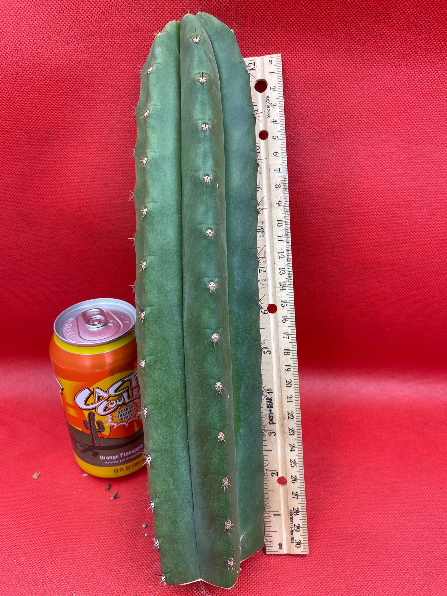 Trichocereus pallarensis x tpm