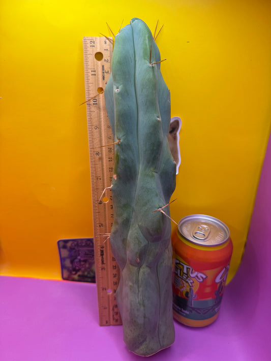 Extremely Rare “CALIFA”