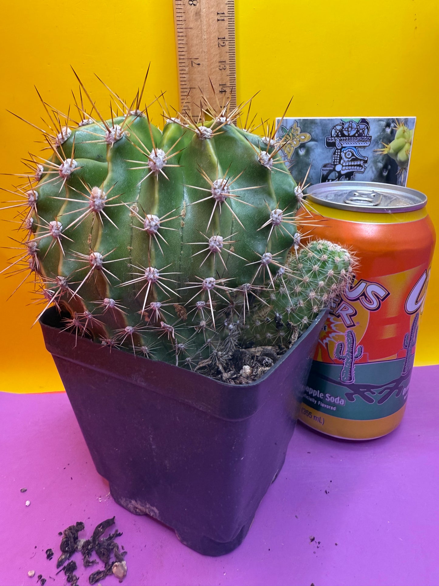 Flowering echinopsis cactus !