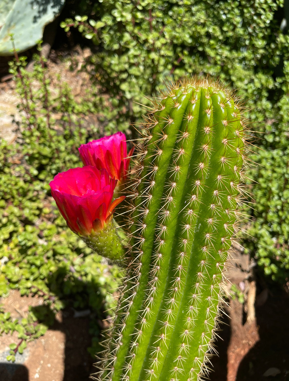 Neon pink flowering trichocereus seeds  (25)!