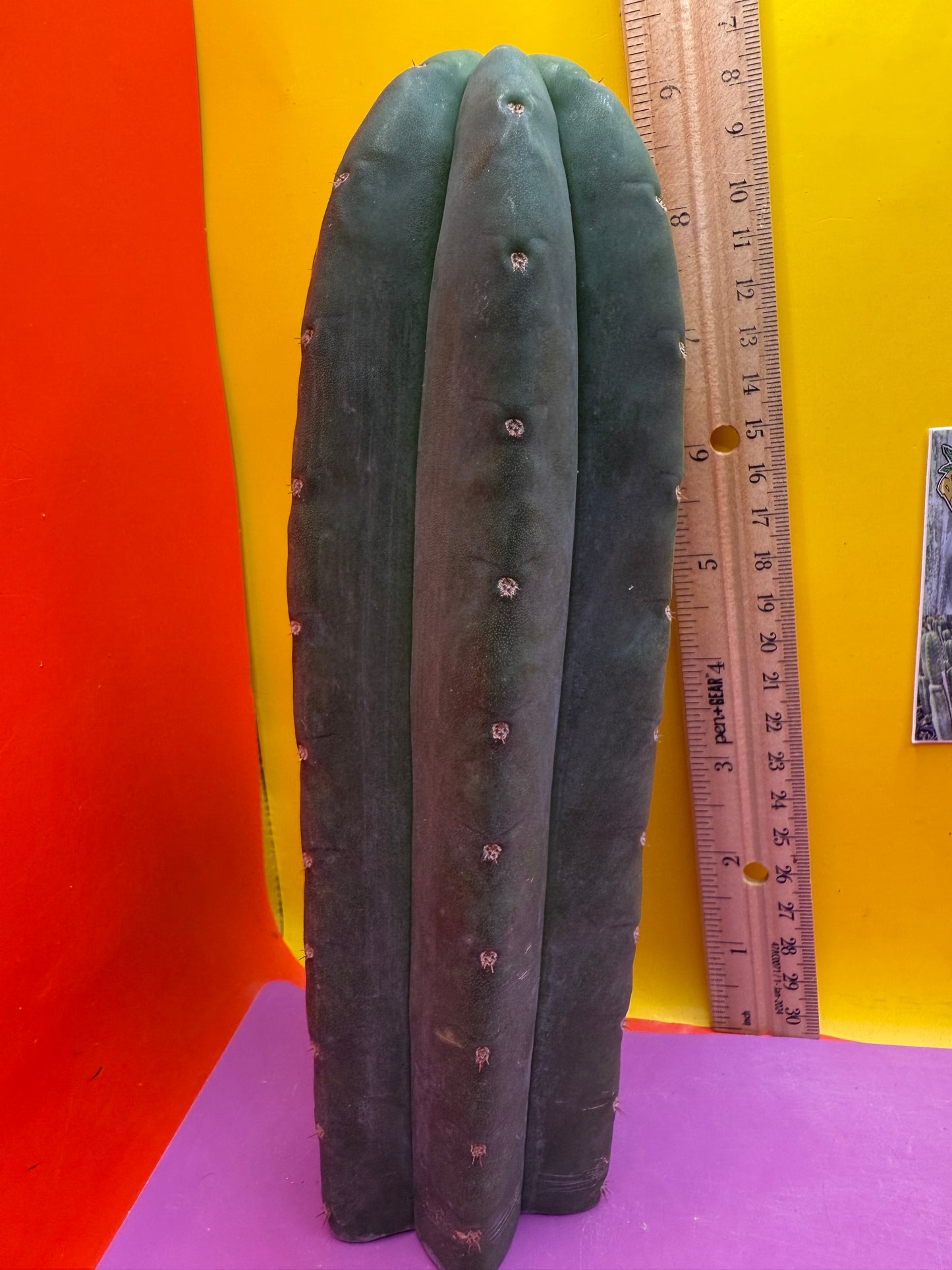 Cahuilla 3.5” thick !from the original stand