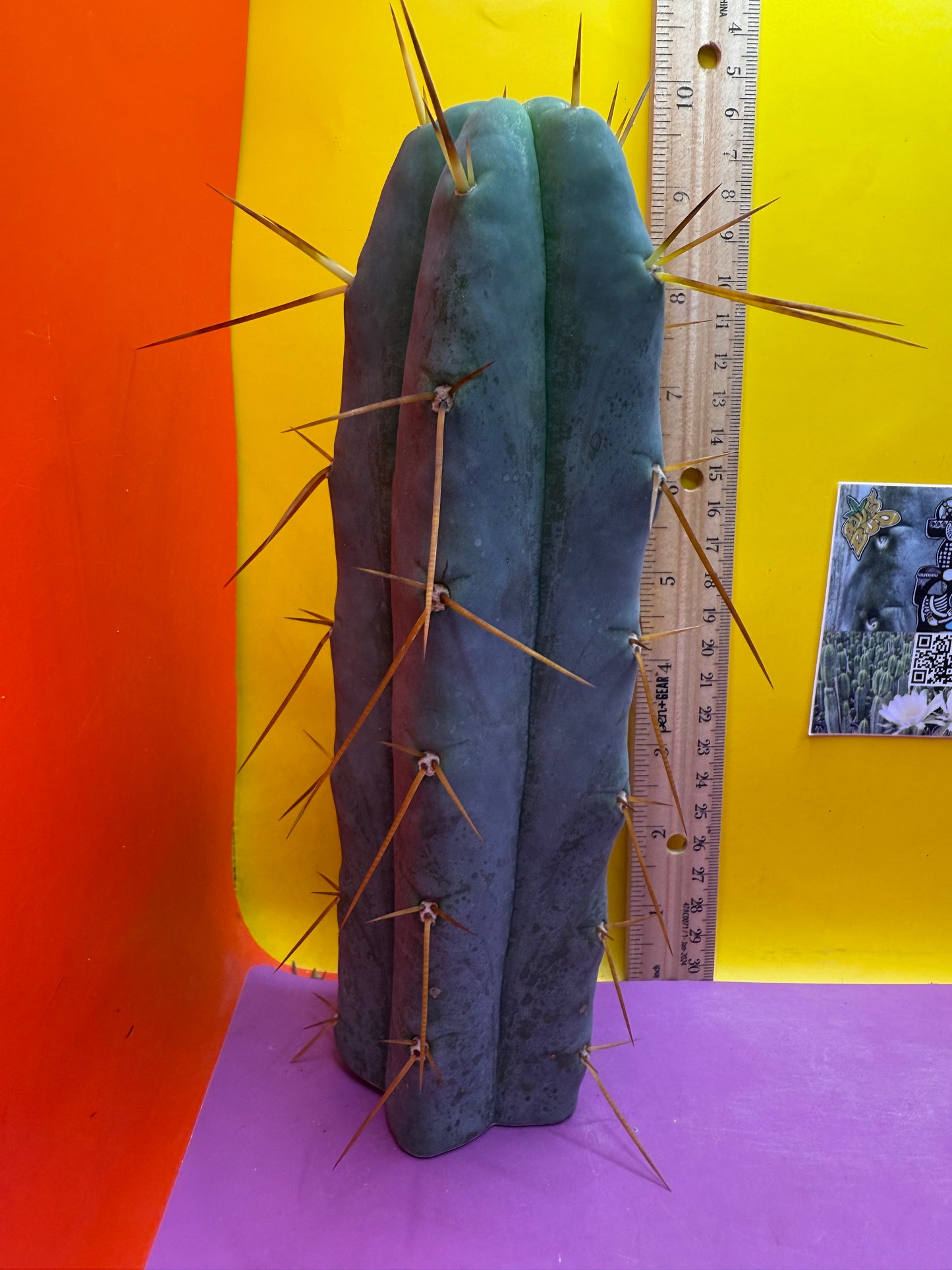 “H1” Trichocereus Bridgesii