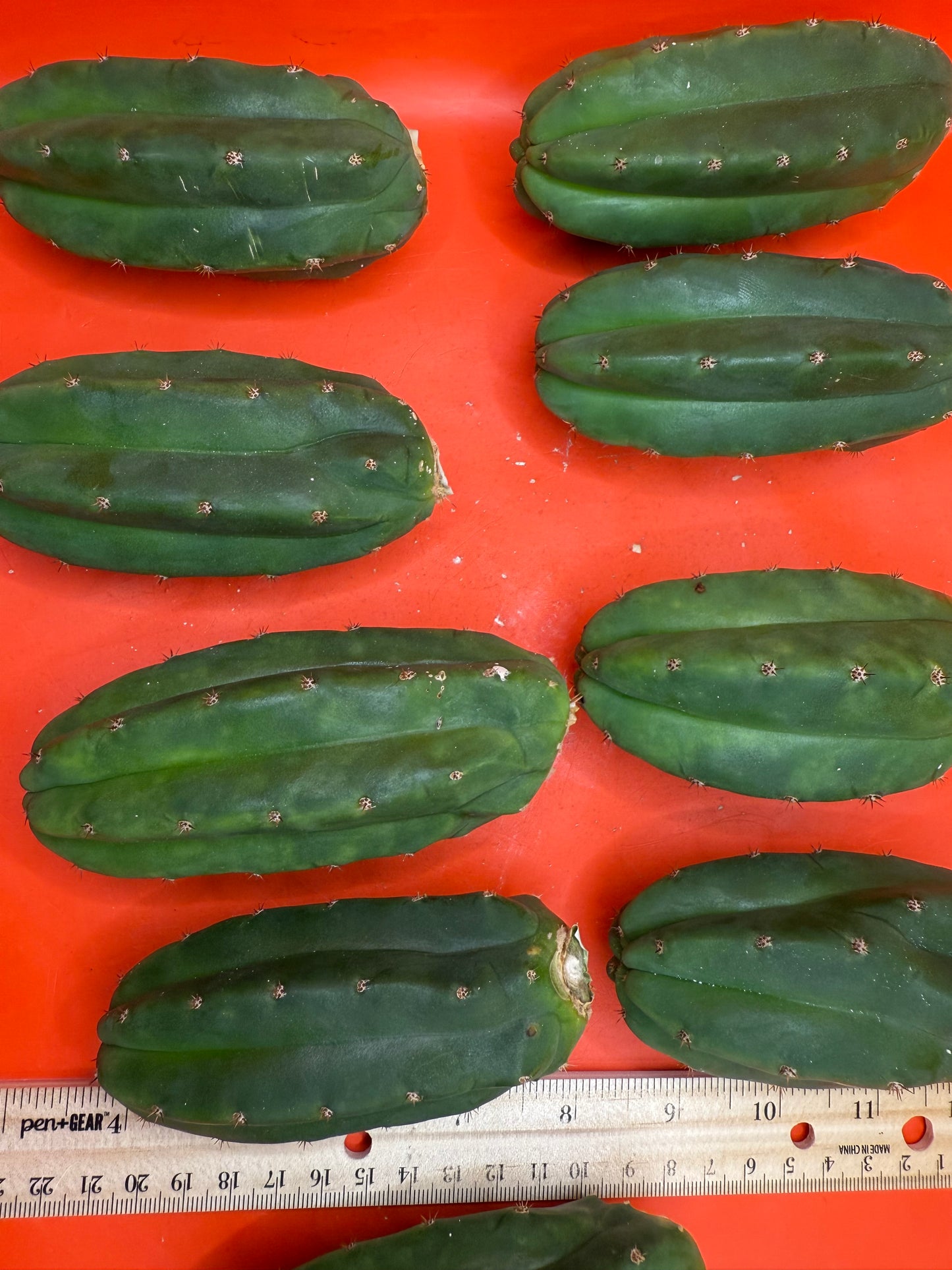 San Pedro Cactus !