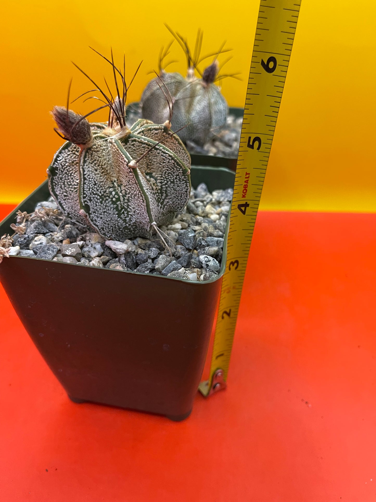 Astrophytum ornatum with flower buds